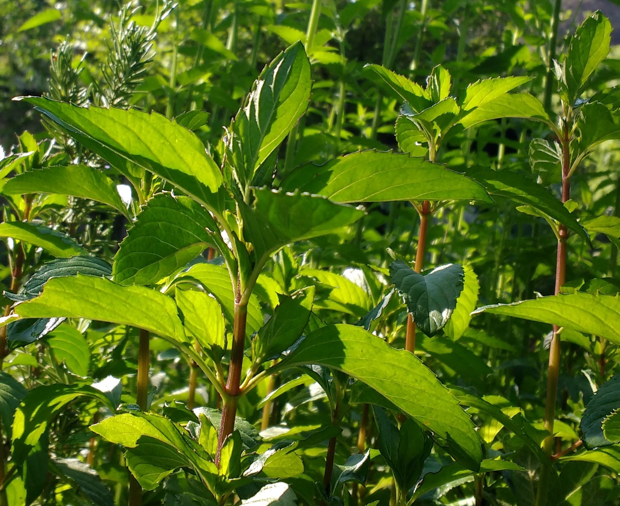 Infusión de Menta Piperita