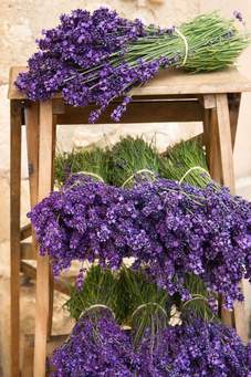 Miel de Abeja de Flor de Lavanda