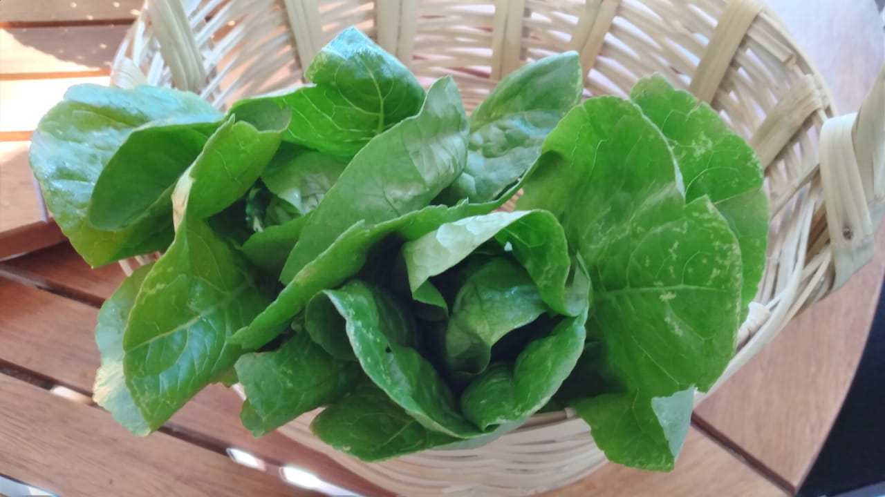 Lechuga mini Torre Verde