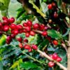 Café Comunitario Tosepan