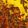 Miel de Abeja