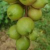 Macadamia Garapiñada