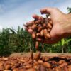 Tisana de Cacao