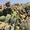 Xoconostle en Almíbar