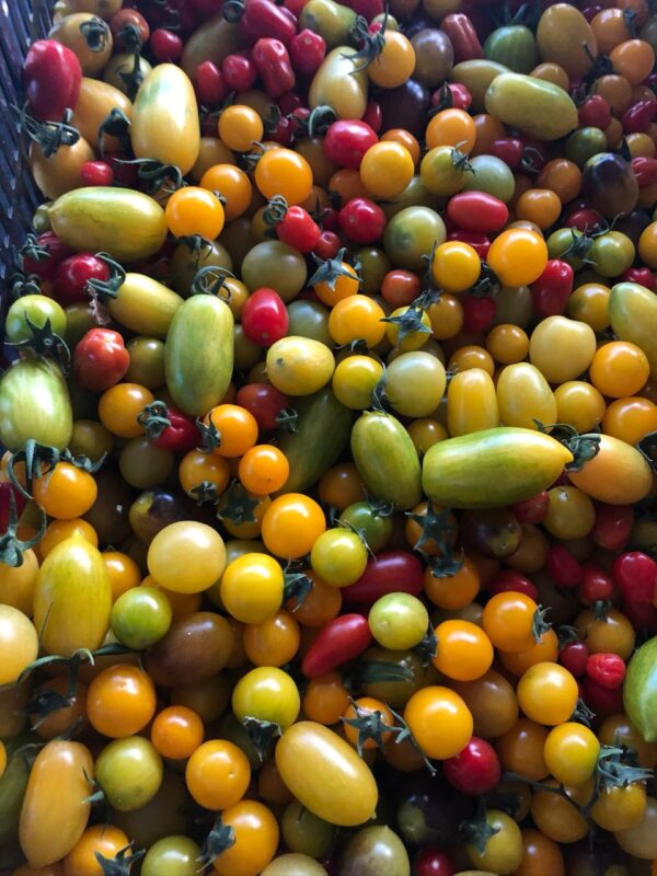 Cherry Mixto