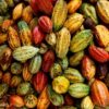 Tableta Cacao Crocante