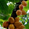 Repostería 50% Cacao
