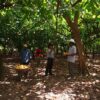 Tableta Cacao-Café