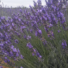 Jabón Lavanda con Flor