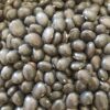 Frijoles Nativos Tepetlixpa