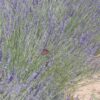 Sweet Lavanda