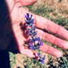 Jabón Lavanda con Flor