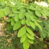 Shampoo de Moringa