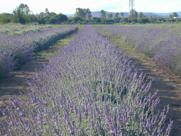 Cojín Lavanda - Cuello/Hombros