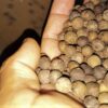 Pimienta en grano