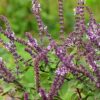 Shampoo Órgano-Nogal-Salvia
