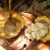 Tisana de Cacao