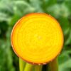 Betabel Burpee´s Golden