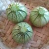 Calabacita Criolla