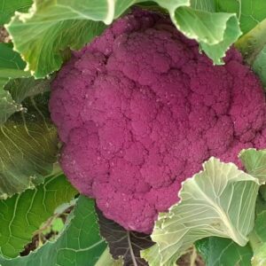 Coliflor Graffiti