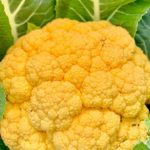 Coliflor Flame Star