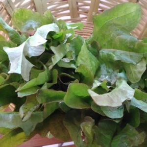 Lechuga Flecha Bronceada