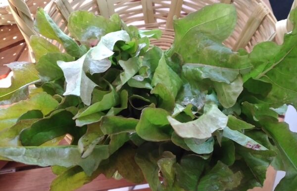 Lechuga mini Flecha Bronceada
