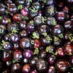 Cherry Indigo