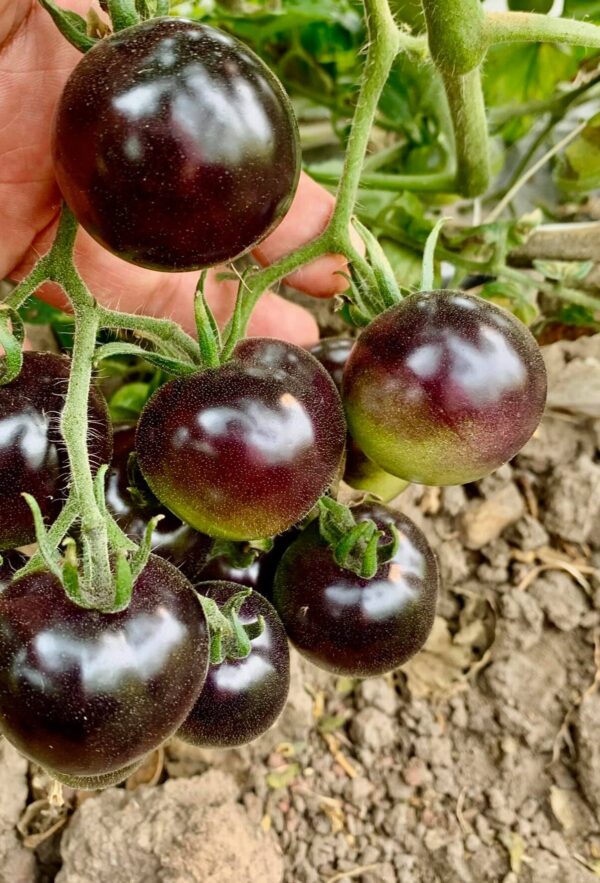 Cherry Indigo