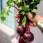 Betabel Sangre de Toro