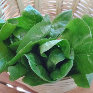Lechuga mini Torre Verde