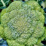 Brócoli BelStar