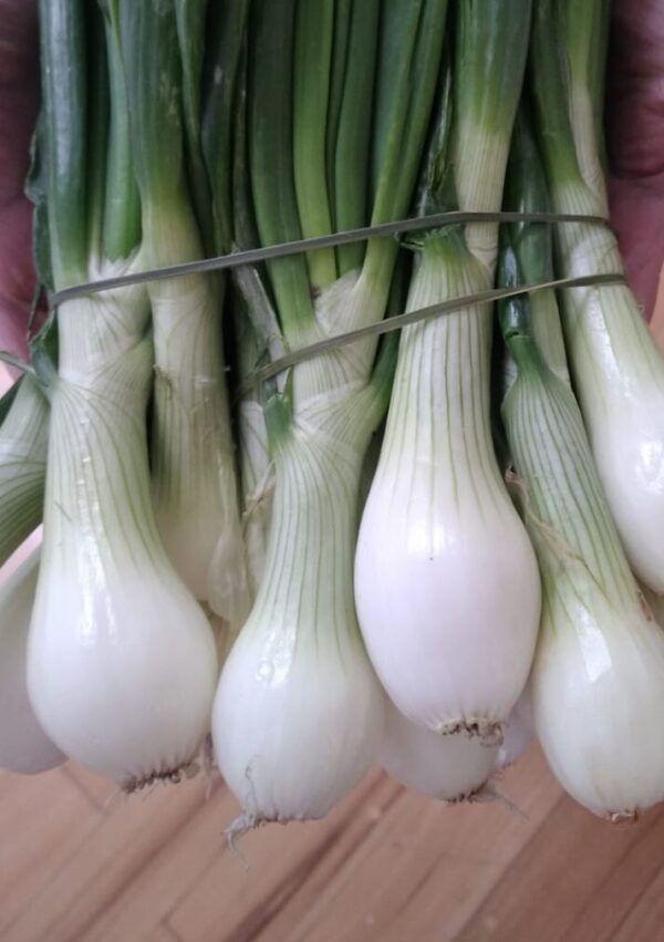 Cebolla Cambray