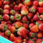 Fresas
