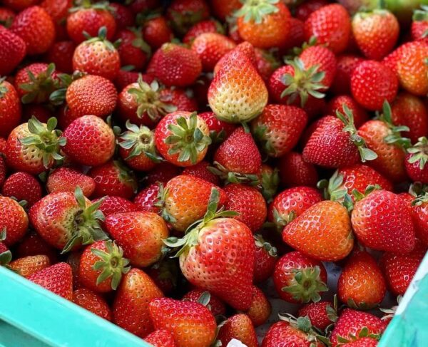 Fresas
