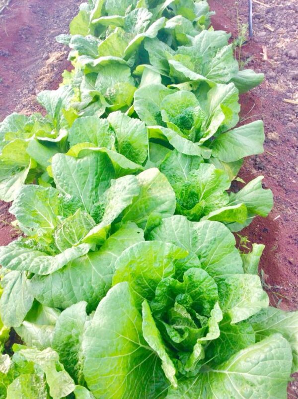 Lechuga Orejona