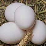 Huevo Blanco de Rancho