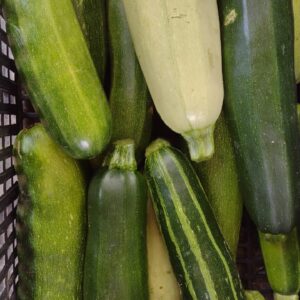Zucchini Verde