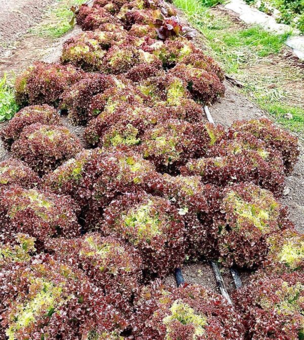 Lechuga Antonet