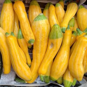 Zucchini Amarillo