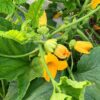 Flor de Calabaza