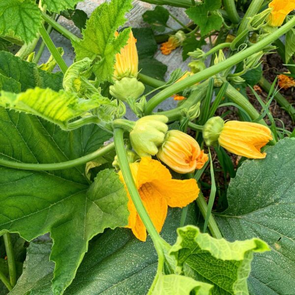 Flor de Calabaza