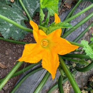 Flor de Calabaza