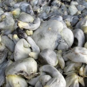 Huitlacoche