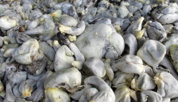 Huitlacoche