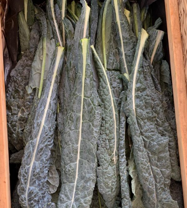 Kale Lacilato