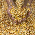 Maíz Amarillo Criollo