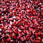 Maíz Rojo Criollo