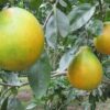 Naranja Verde