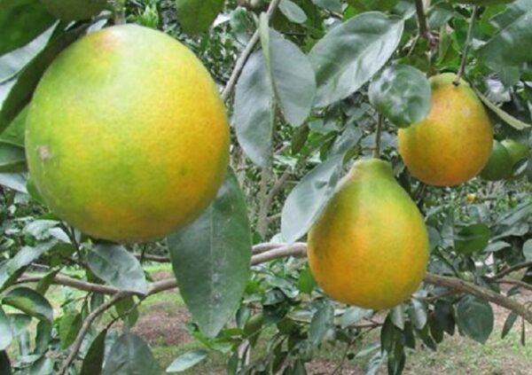 Naranja Verde